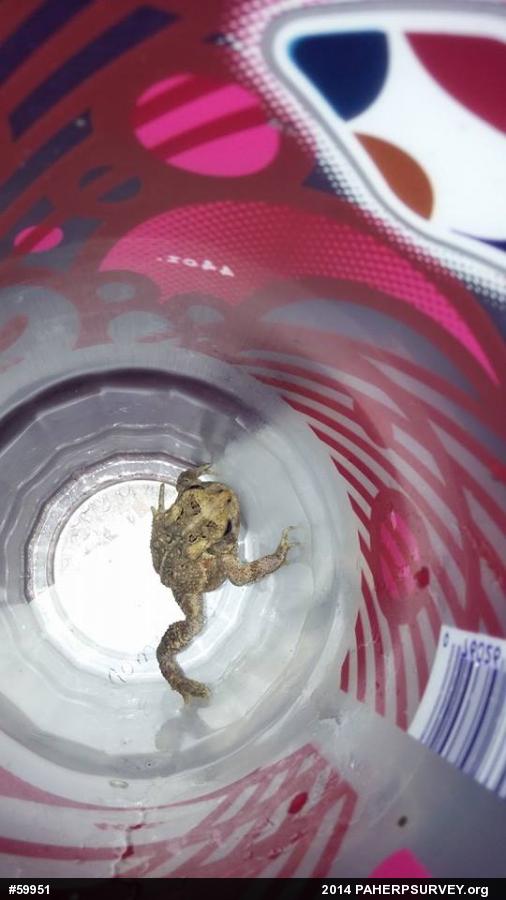 Eastern American Toad