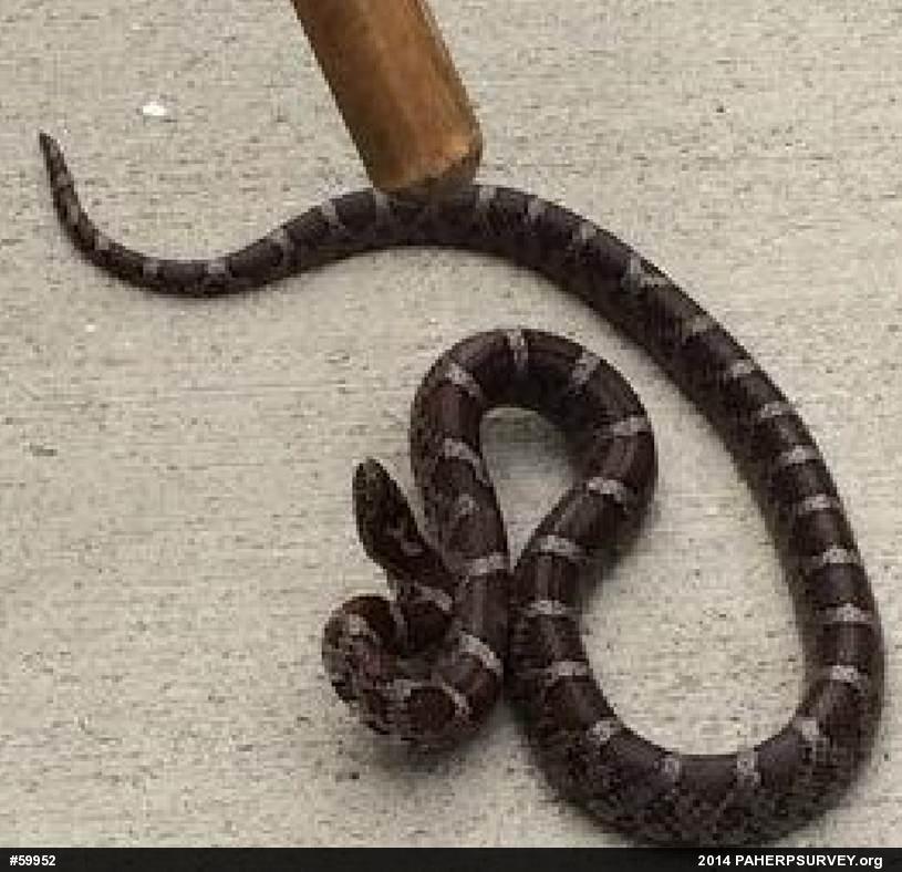 Eastern Milksnake