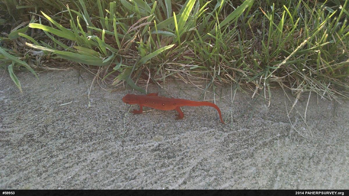 Red-spotted Newt