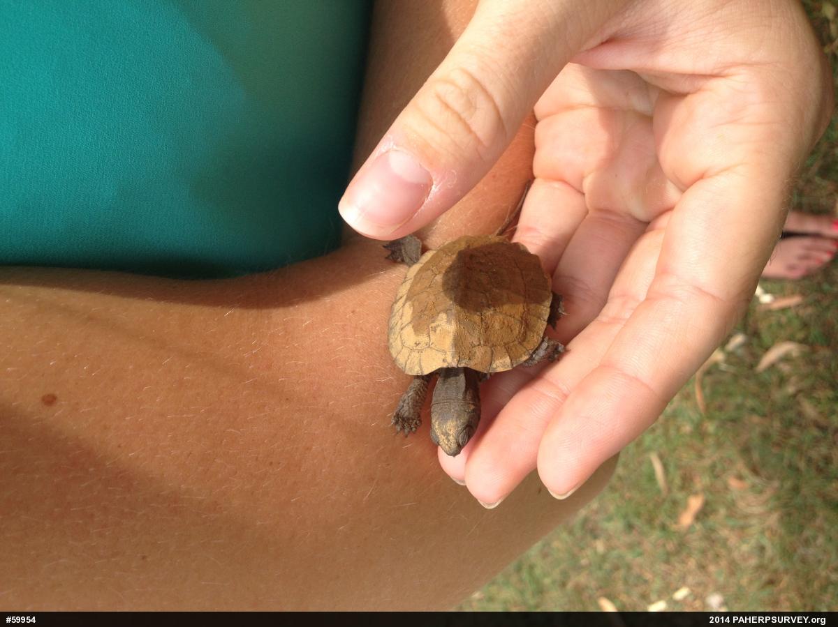 Wood Turtle