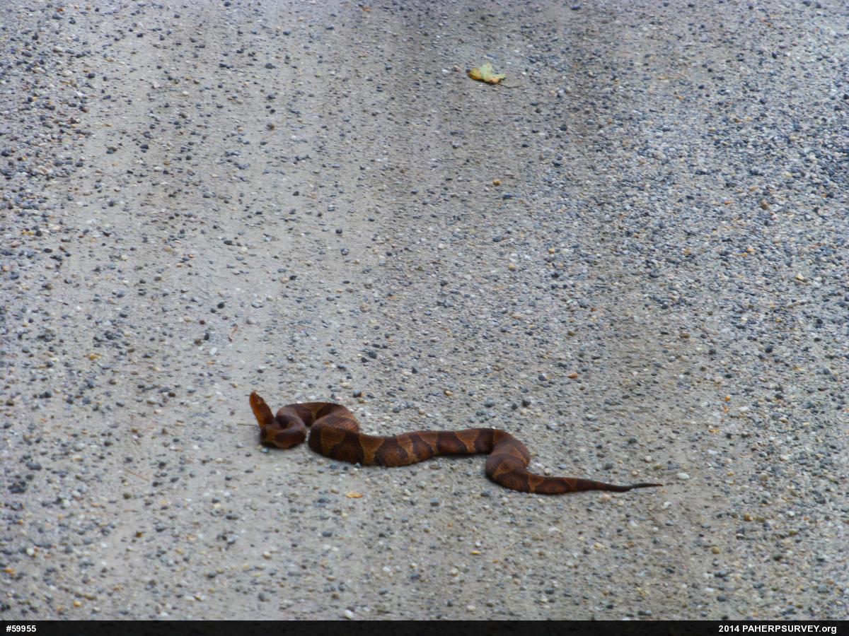 Northern Copperhead