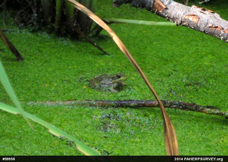 Green Frog