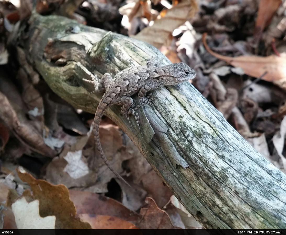 Eastern Fence Lizard