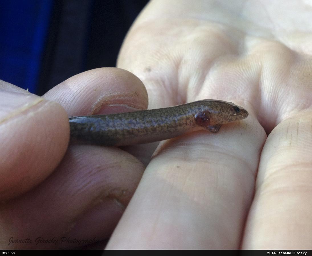 Northern Red Salamander