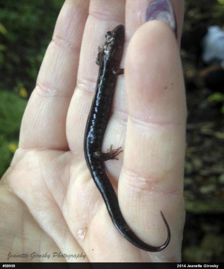 Allegheny Mountain Dusky Salamander