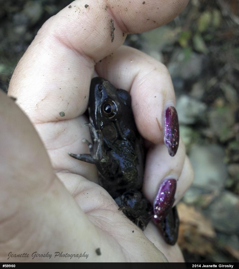 Green Frog