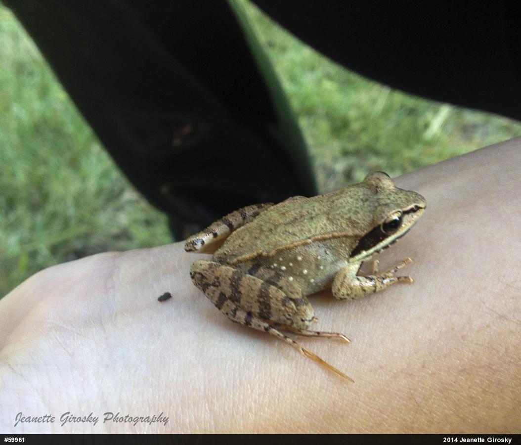 Wood Frog