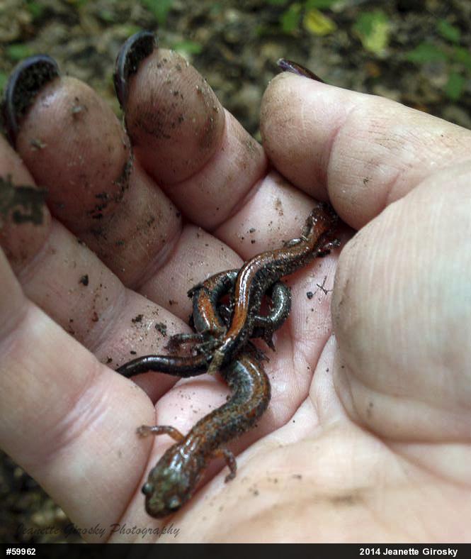 Eastern Red-backed  Salamander
