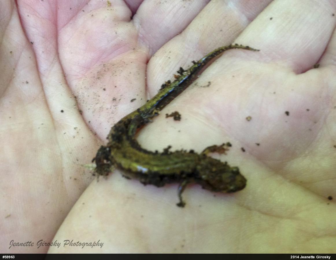 Allegheny Mountain Dusky Salamander