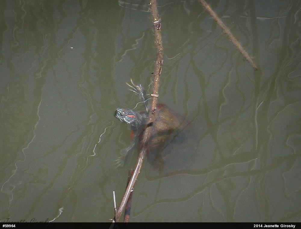 Red-eared Slider