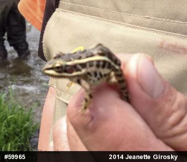 Pickerel Frog