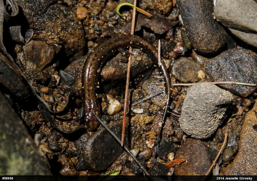 Allegheny Mountain Dusky Salamander
