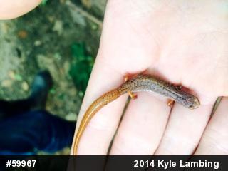 Four-toed Salamander