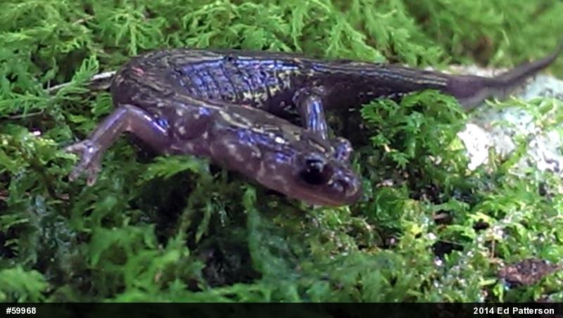 Wehrle's Salamander