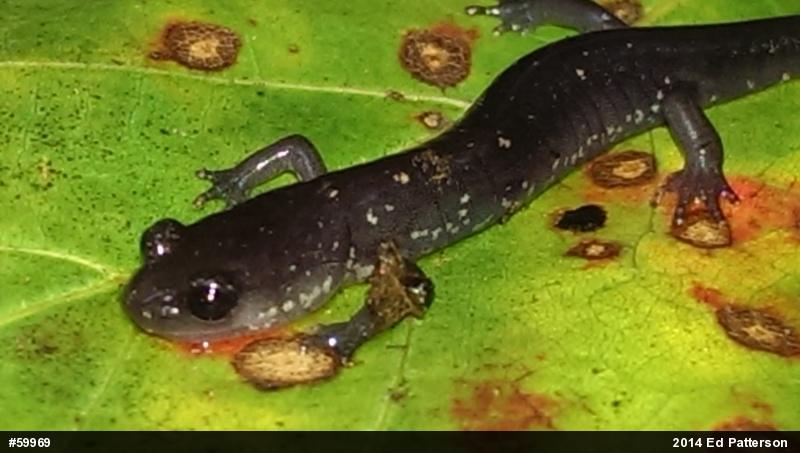 Wehrle's Salamander