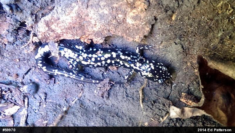 Northern Slimy Salamander