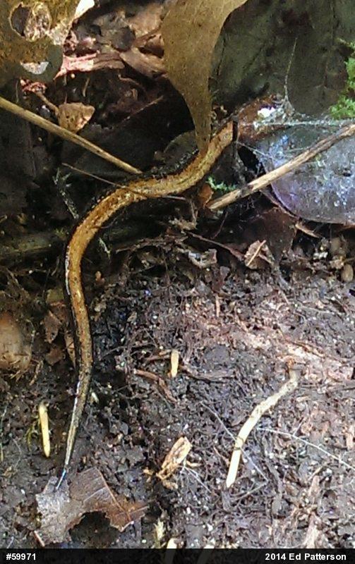 Eastern Red-backed  Salamander