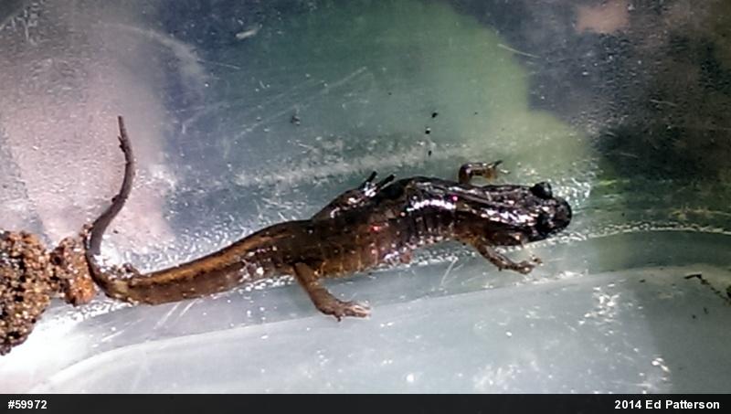 Northern Dusky Salamander