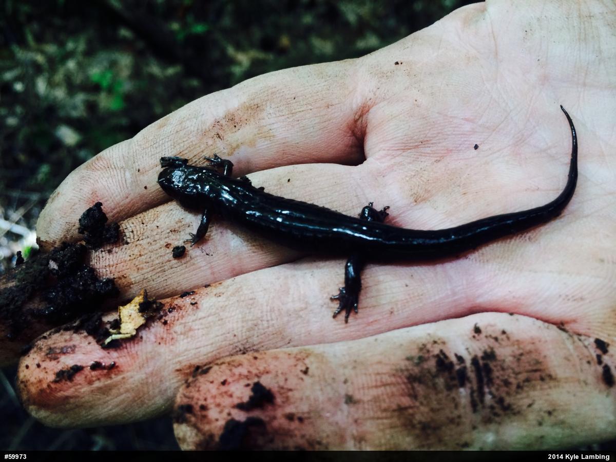 Allegheny Mountain Dusky Salamander