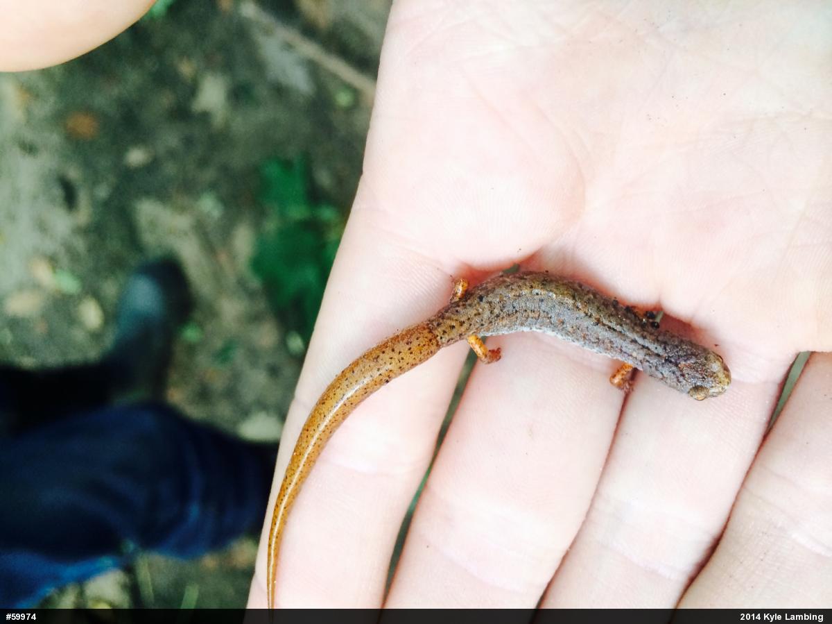 Four-toed Salamander