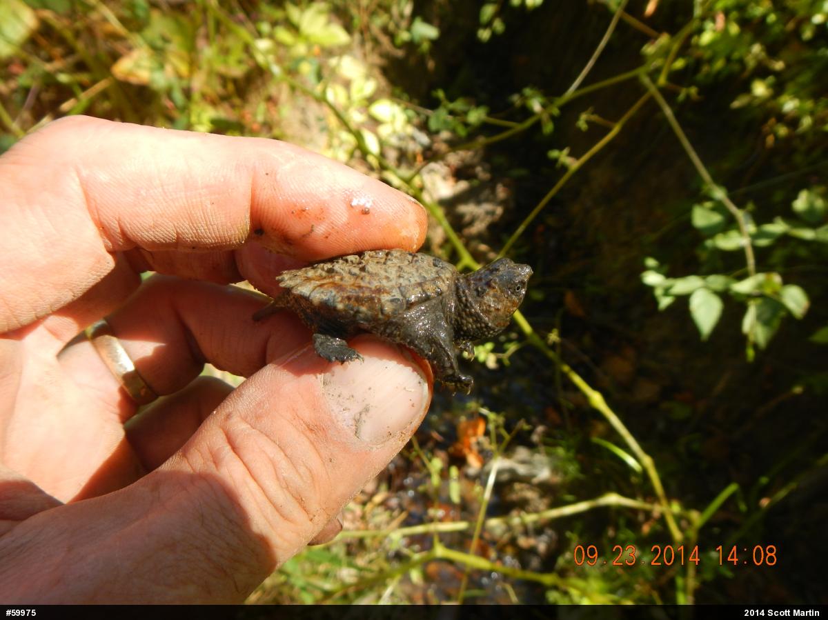 Snapping Turtle