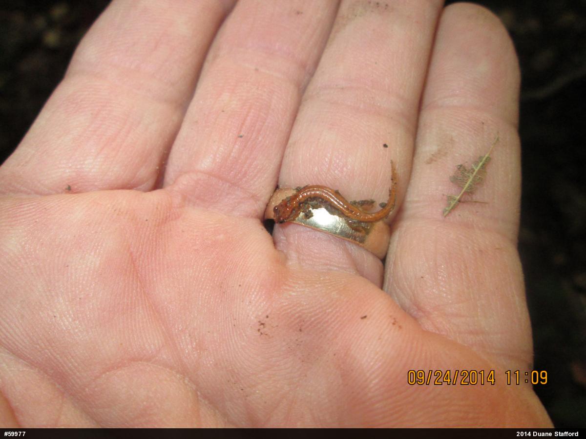 Allegheny Mountain Dusky Salamander