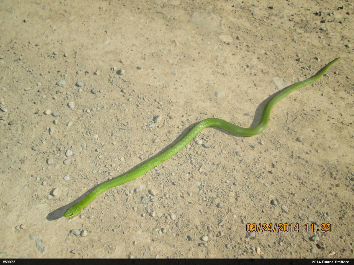 Smooth Greensnake