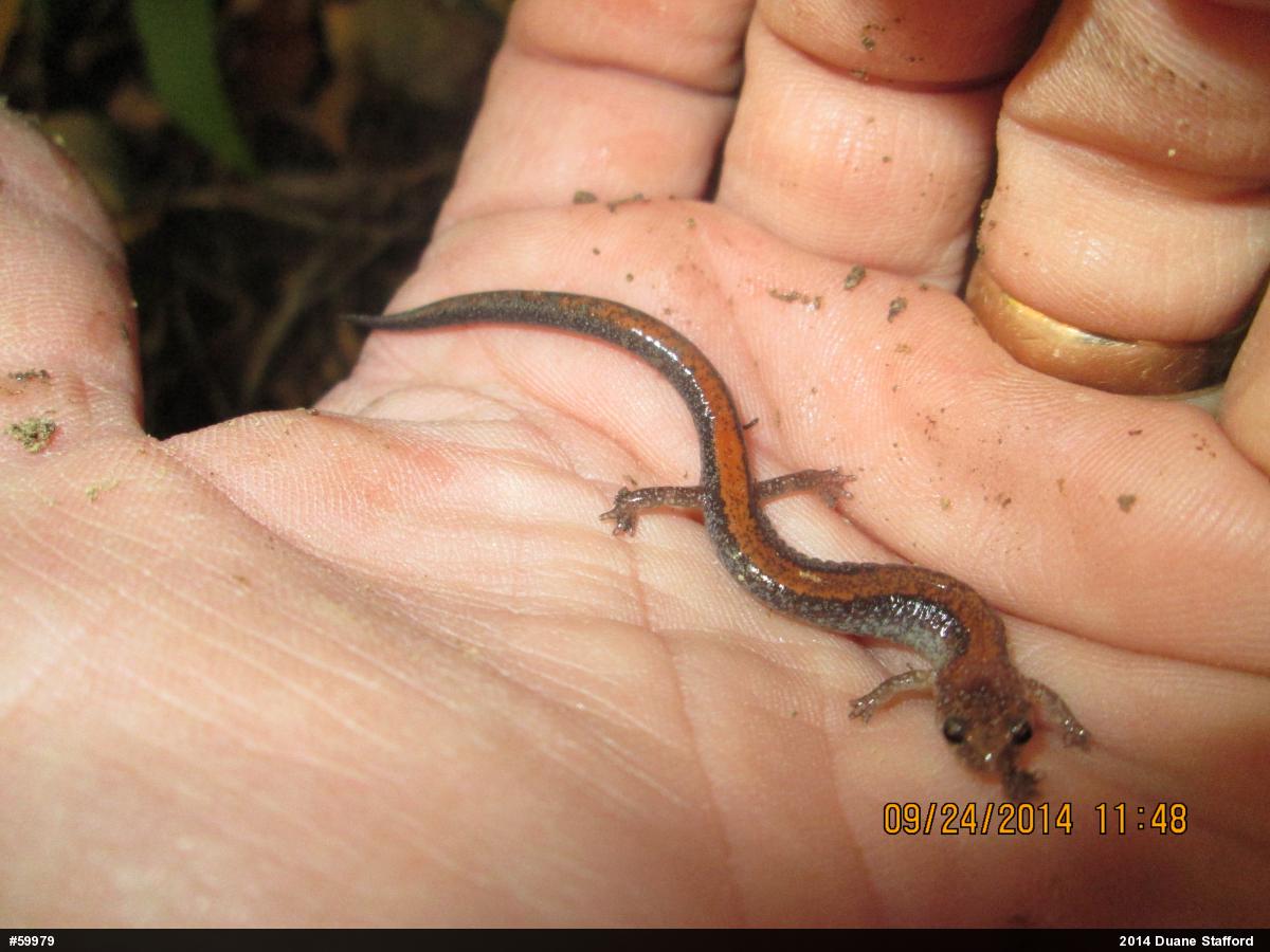 Eastern Red-backed  Salamander