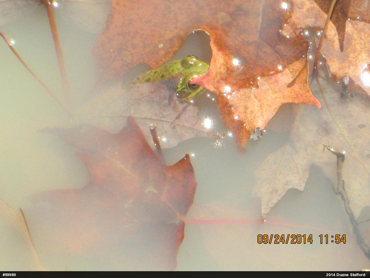 True Frogs