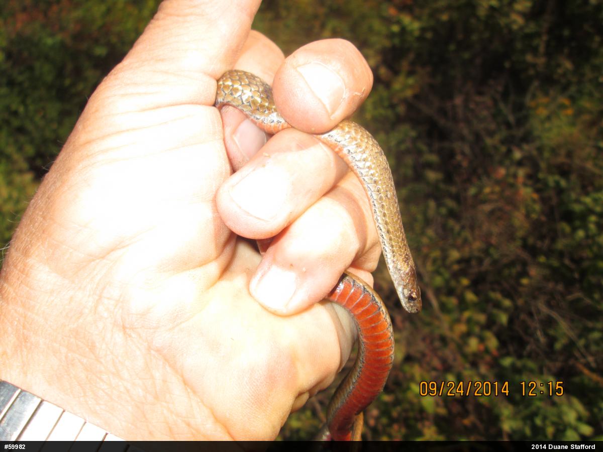 Red-bellied Snake