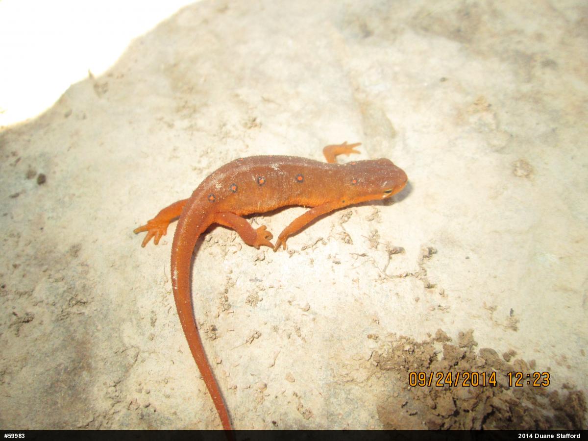 Red-spotted Newt