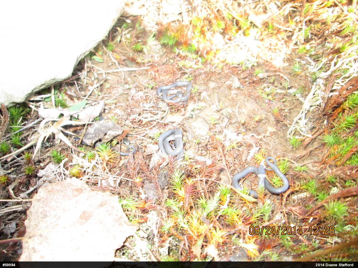 Northern Ring-necked Snake