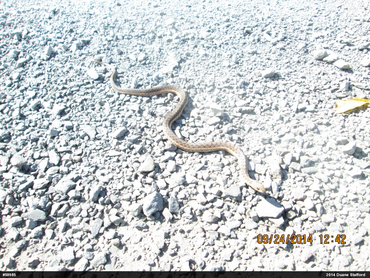 Eastern Gartersnake