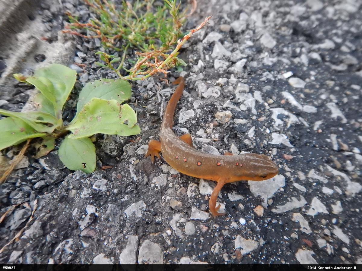 Red-spotted Newt