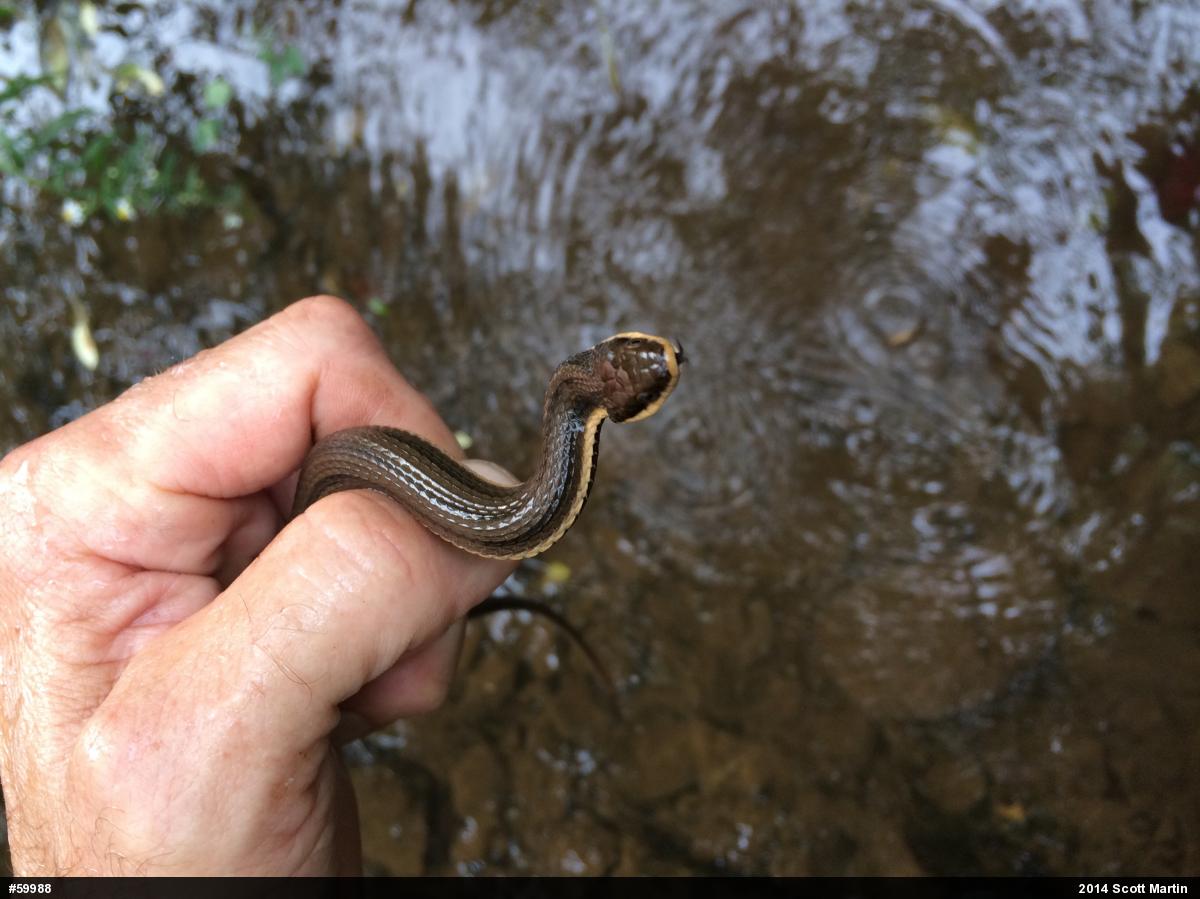 Queensnake