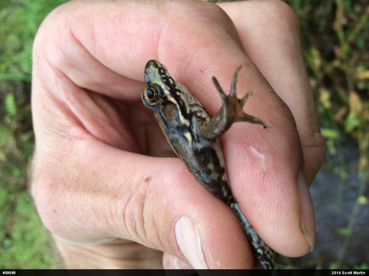 Green Frog
