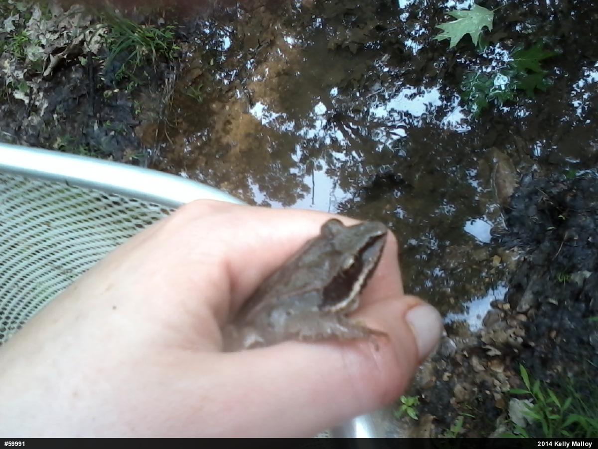 Wood Frog