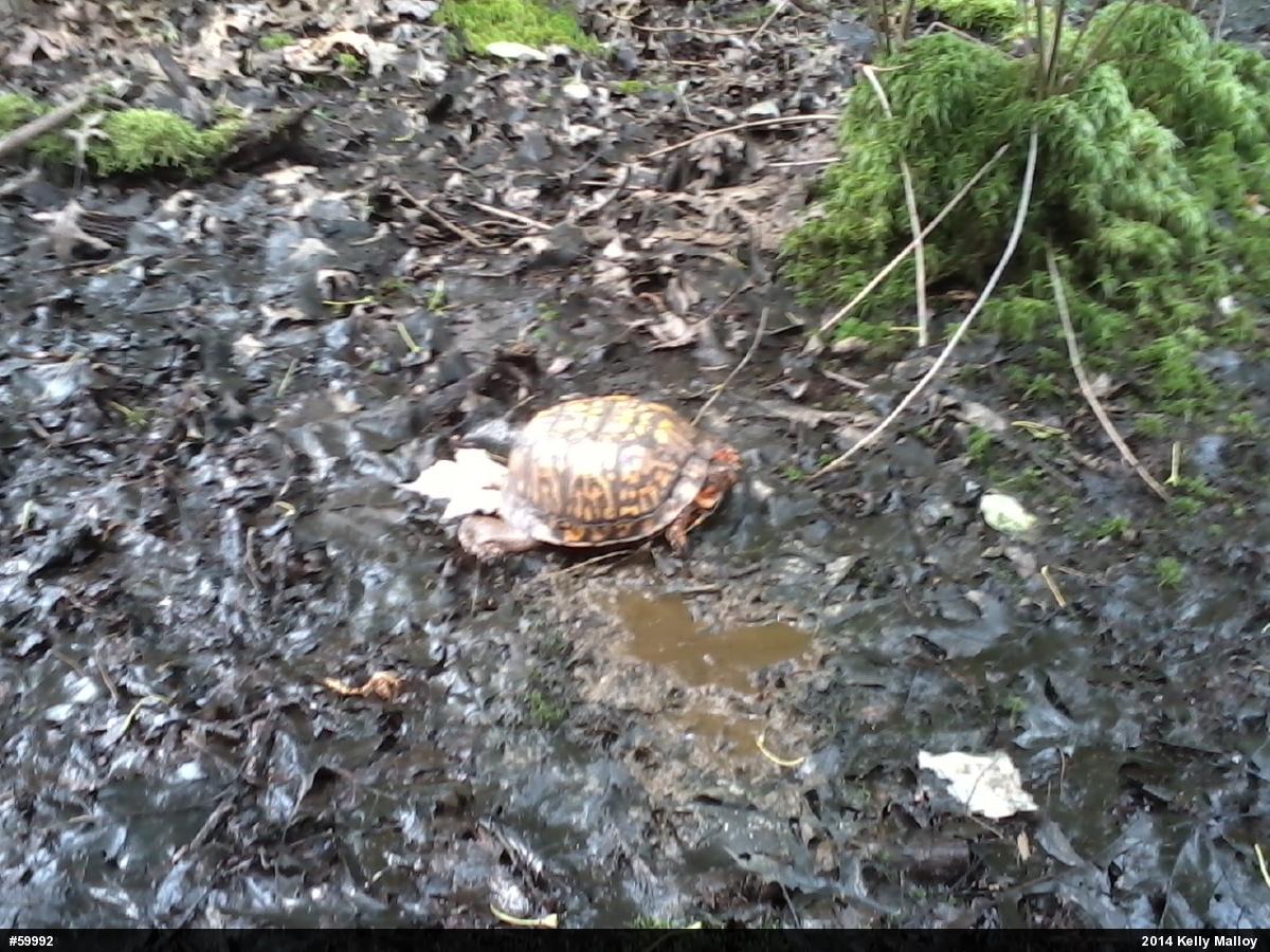 Eastern Box Turtle