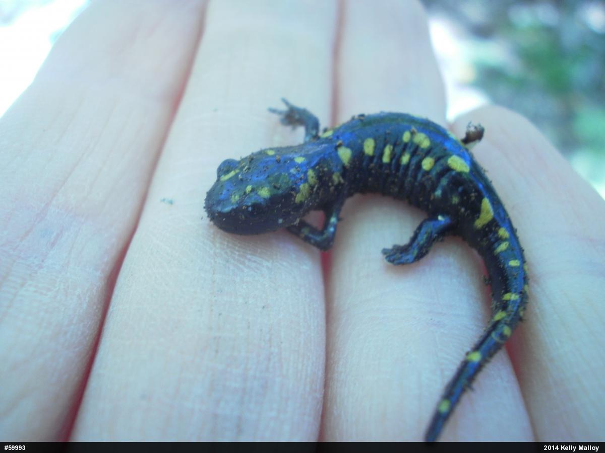 Spotted Salamander