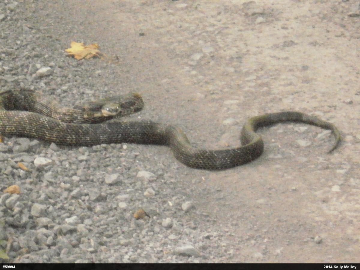 Eastern Ratsnake