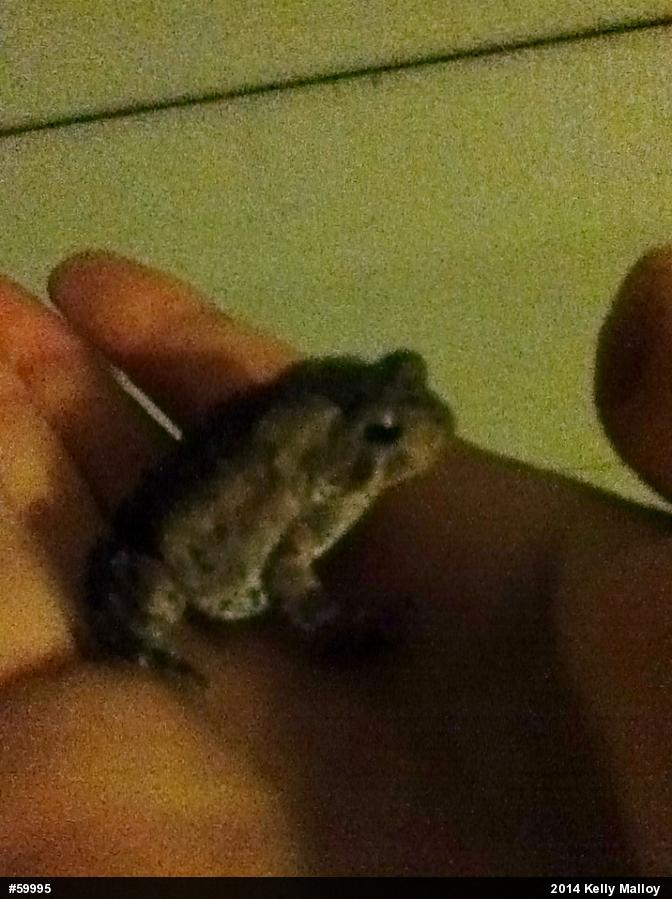 True Toads
