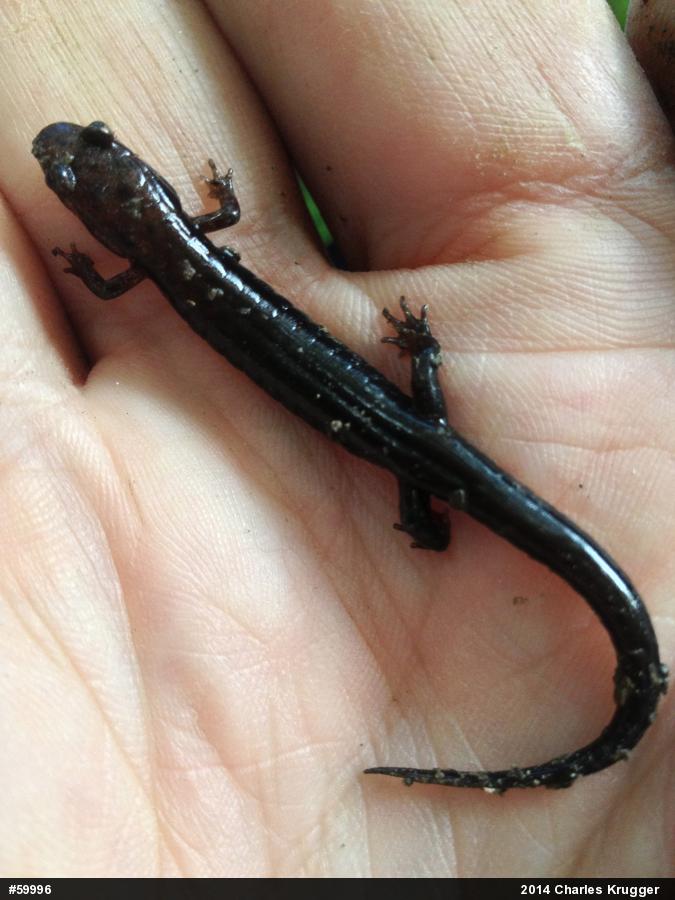 Allegheny Mountain Dusky Salamander