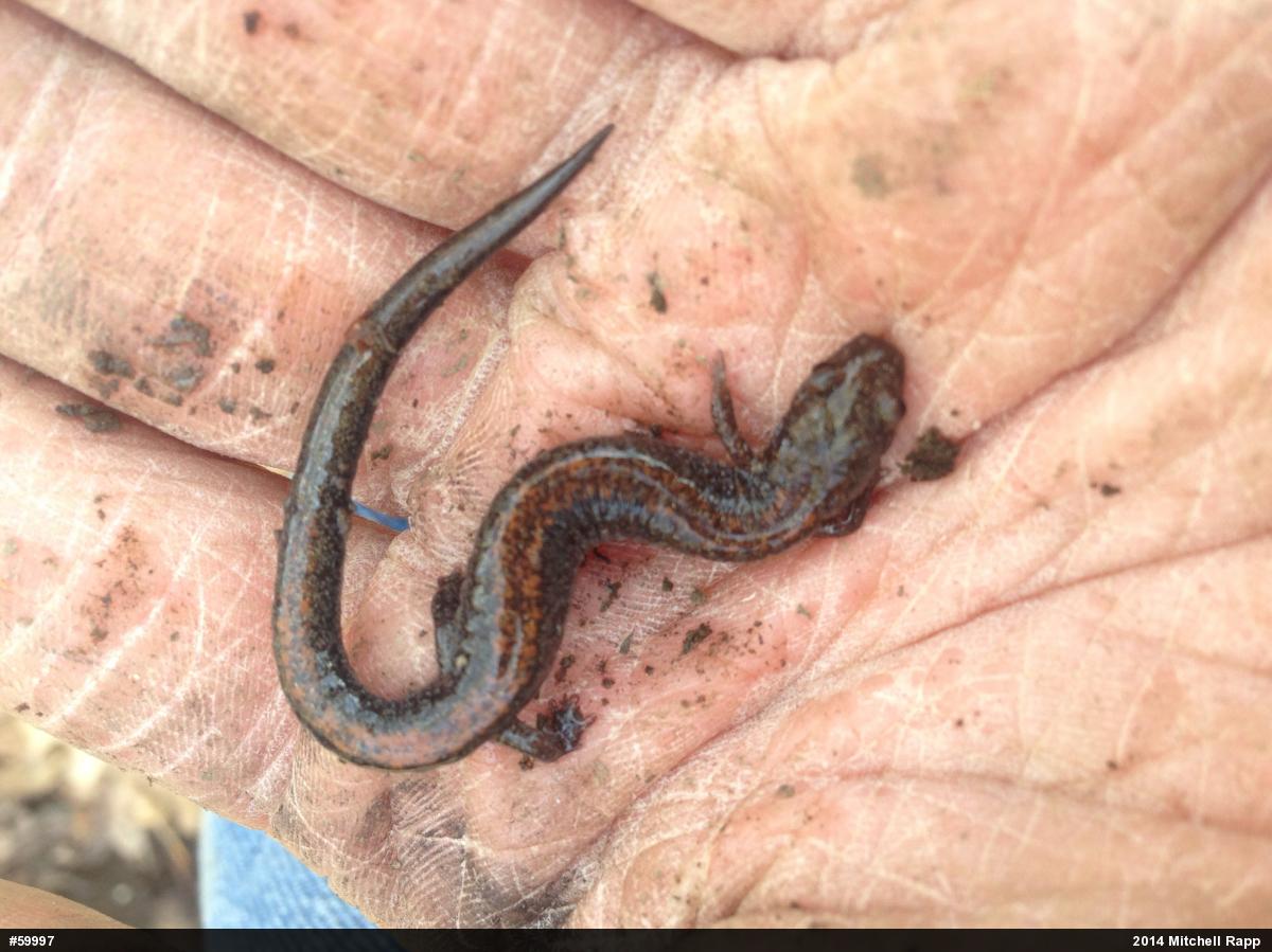 Eastern Red-backed  Salamander