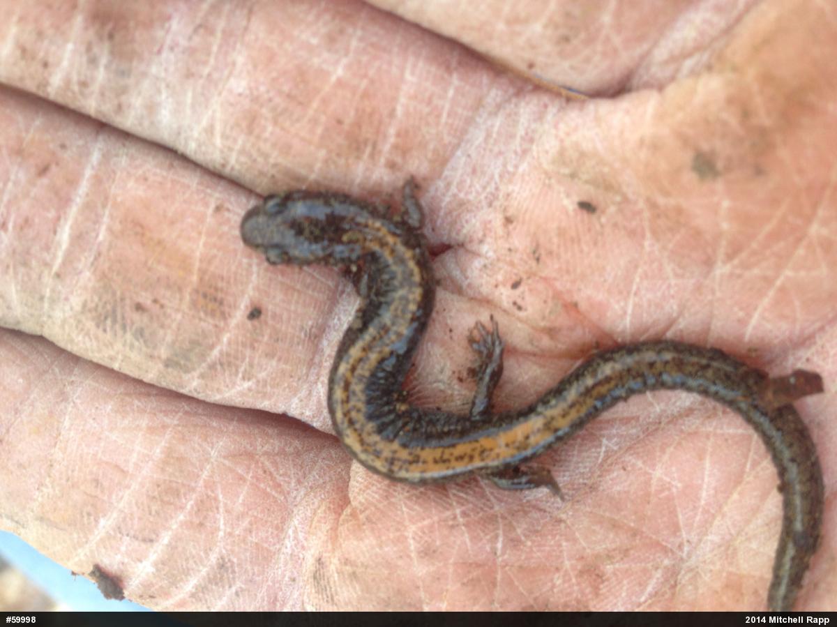 Eastern Red-backed  Salamander