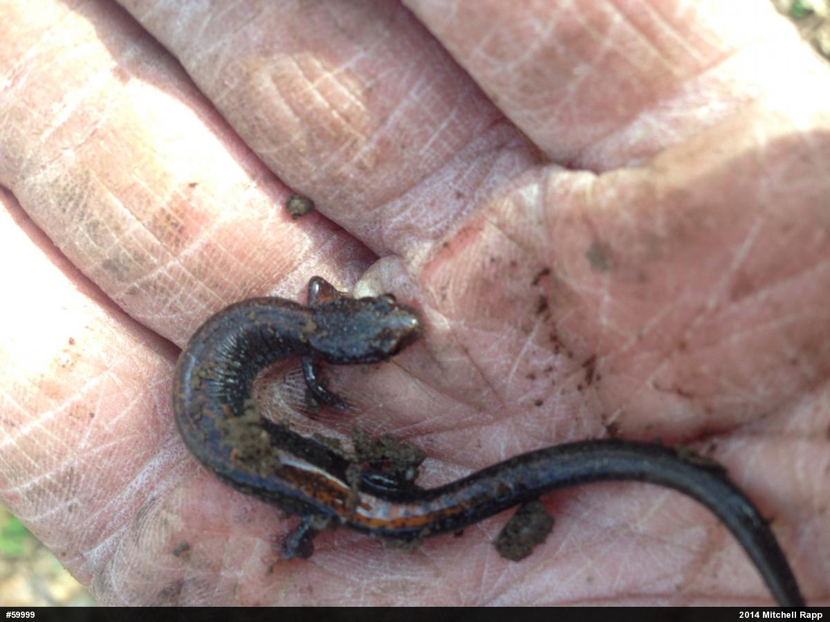 Eastern Red-backed  Salamander