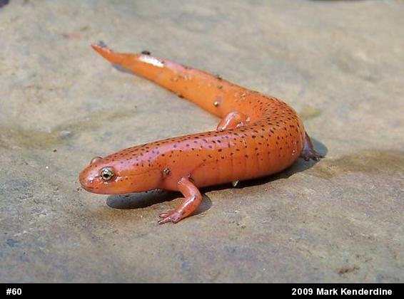 Northern Red Salamander