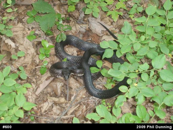 Eastern Ratsnake