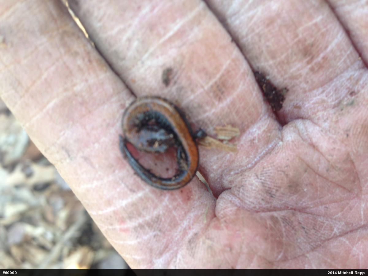 Eastern Red-backed  Salamander