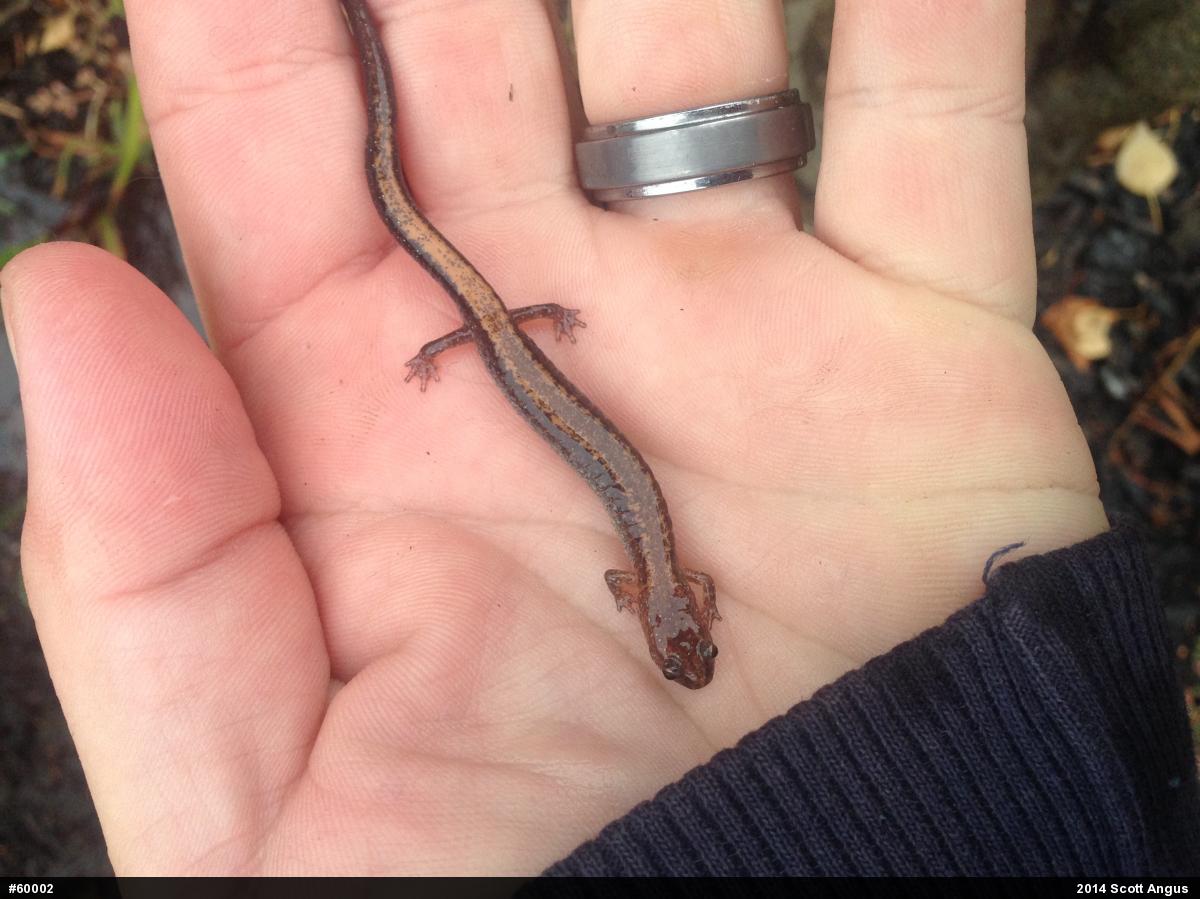 Eastern Red-backed  Salamander