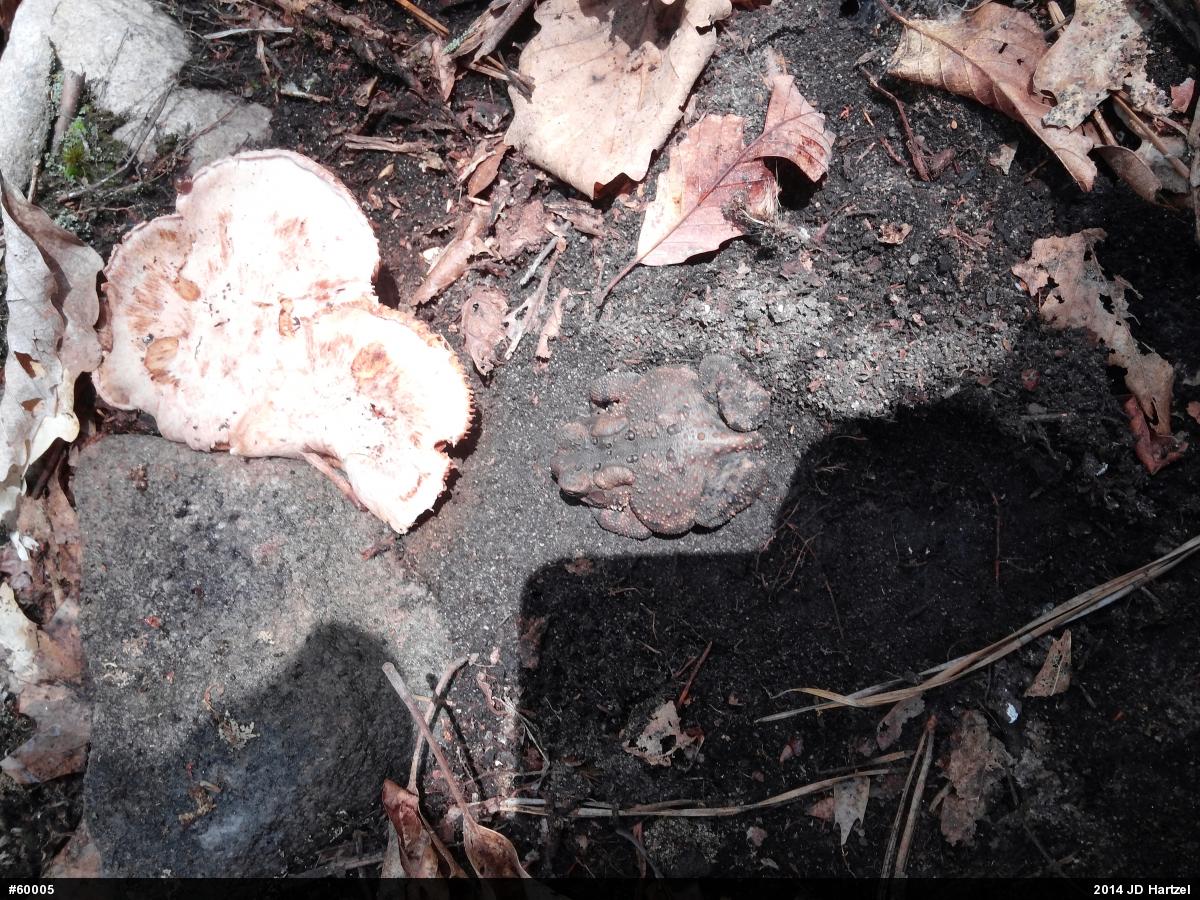 Eastern American Toad